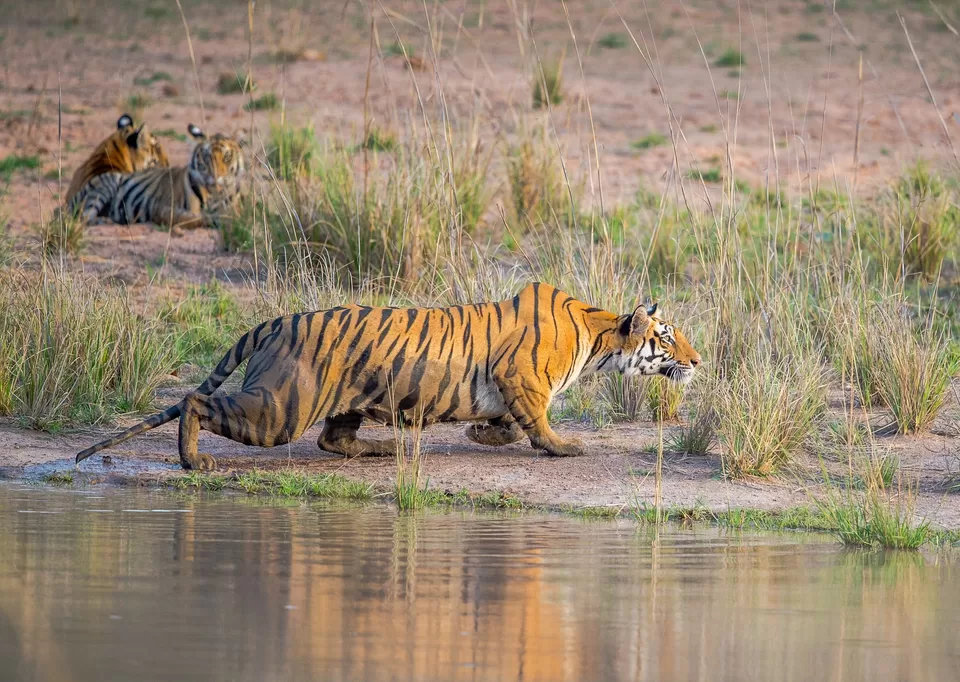 Photo of सतपुड़ा टाइगर रिजर्व, Madhya Pradesh, India by Manglam Bhaarat