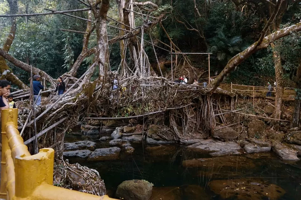 Photo of Living Root Bridge, Mawlynnong by Ankita Biswas