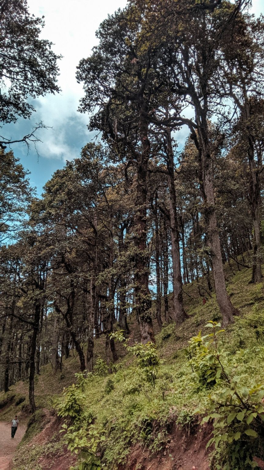 Photo of Jalori Pass, Jalori, Sajwar, Himachal Pradesh by Jaskaran Singh