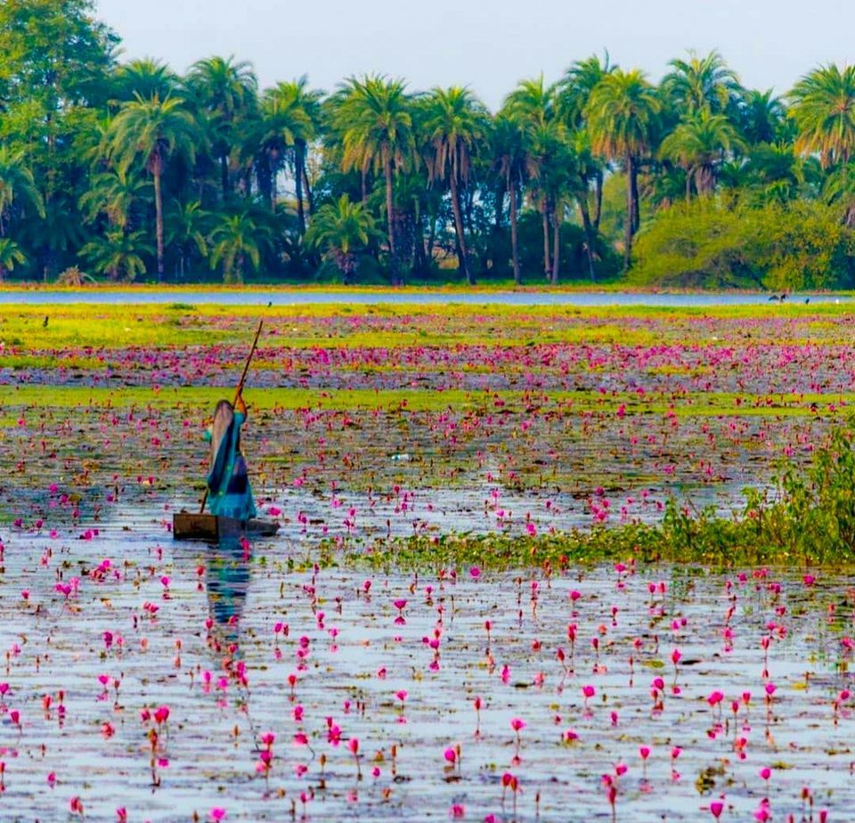 Photo of લોટસ વેલી : પરફેક્ટ રોમેંટીક ડેસ્ટિનેશન; જીવનસાથી સાથે વિતાવો ક્વોલિટી ટાઈમ by Vadher Dhara