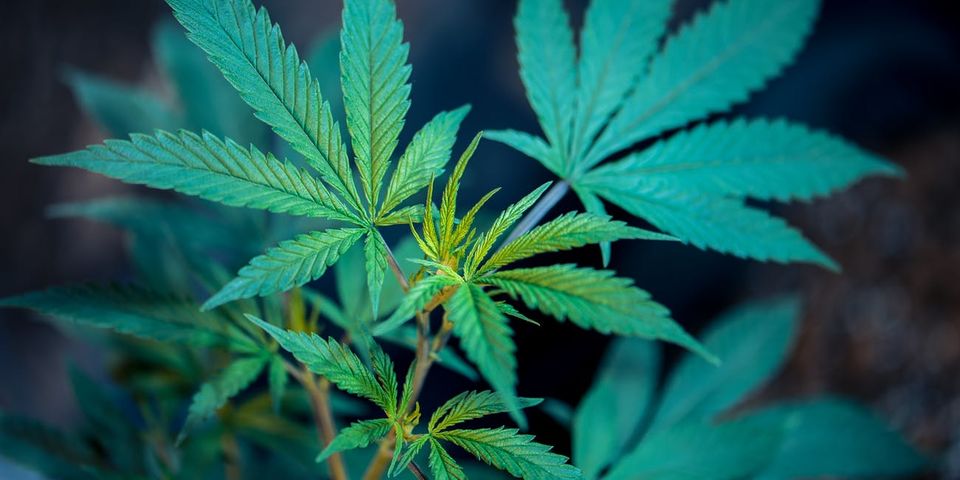 Photo of Everything You Should Consider When Traveling With CBD Products 1/2 by Timothyevans