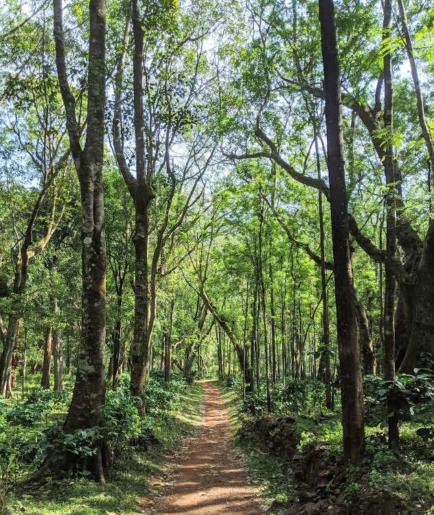 Photo of Coffee with Chikmagalur by Gautham S