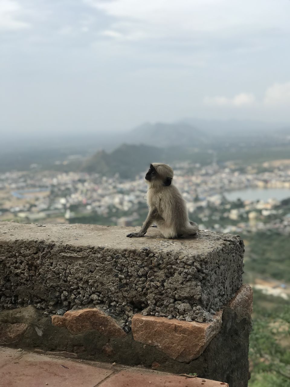 Photo of Jaipur- Pushkar : Weekend Getaway by Navleen Kaur