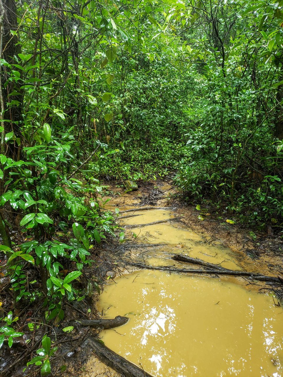 Photo of 20 kms Trekking At Dudhsagar Falls, Goa In Monsoon #trekking #monsoon #goa by Travel with Jayant