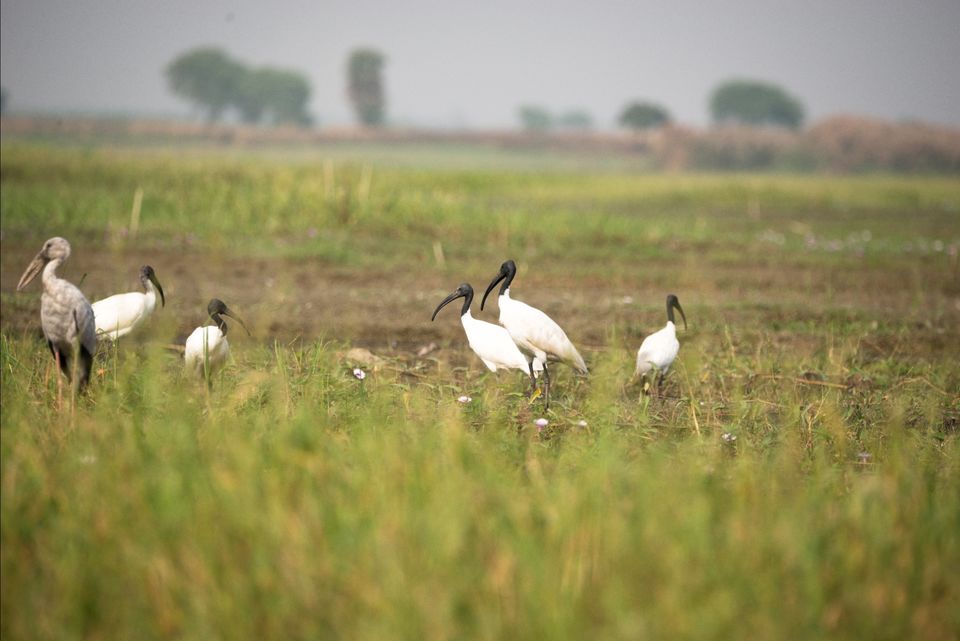 Photo of Chupi Char - The weekend birding destination from Kolkata by nirmalya