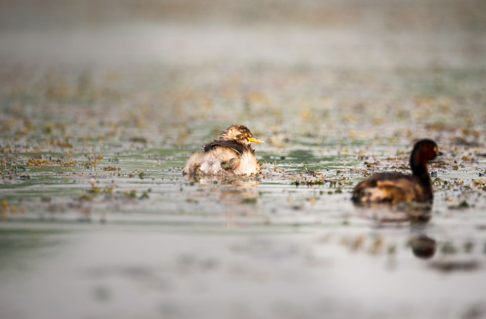 Photo of Chupi Char - The weekend birding destination from Kolkata by nirmalya