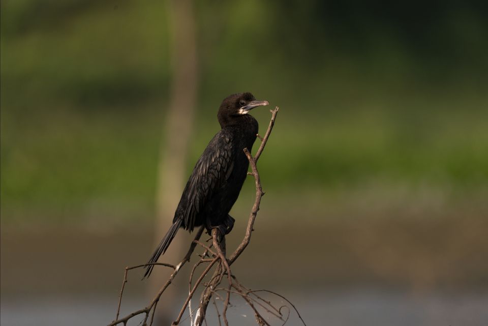 Photo of Chupi Char - The weekend birding destination from Kolkata by nirmalya