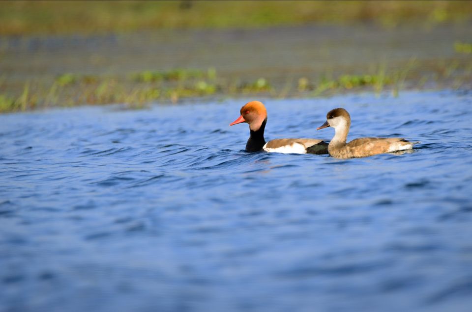 Photo of Chupi Char - The weekend birding destination from Kolkata by nirmalya