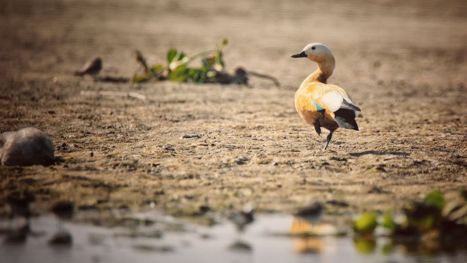 Photo of Chupi Char - The weekend birding destination from Kolkata by nirmalya