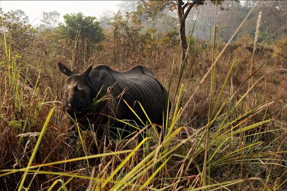 Photo of Jaldapara National Park By Supratim Maity