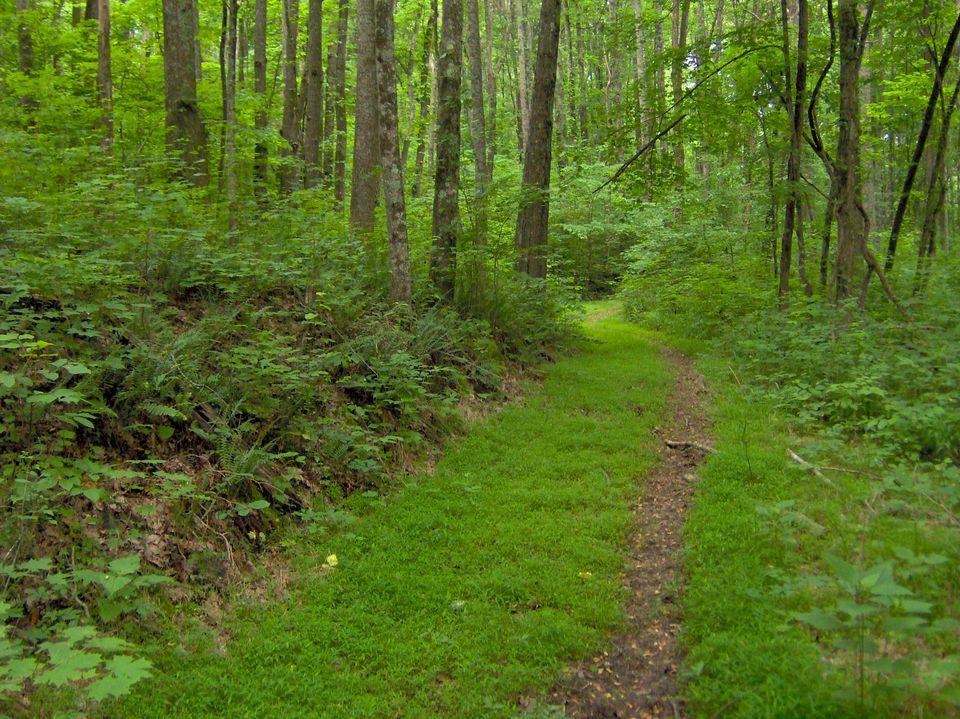 Photo of Top 5 City Forests in Delhi 2/5 by Ghaniya Aureen
