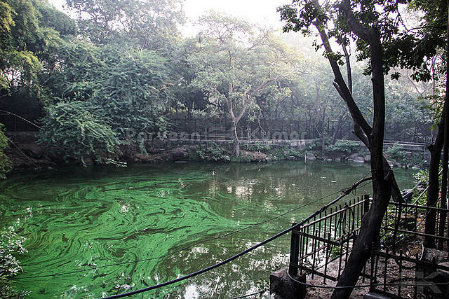 Photo of Top 5 City Forests in Delhi 3/5 by Ghaniya Aureen