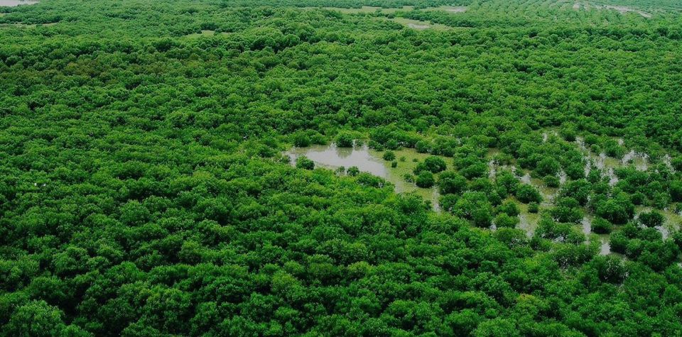 Photo of Top 5 City Forests in Delhi 4/5 by Ghaniya Aureen