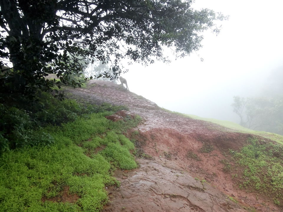 Photo of In Matheran's Mist 5/12 by Nilesh Jayswal