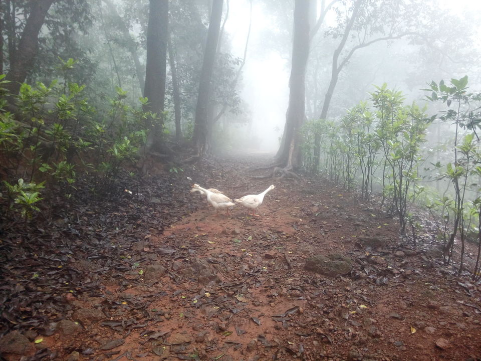 Photo of In Matheran's Mist 9/12 by Nilesh Jayswal