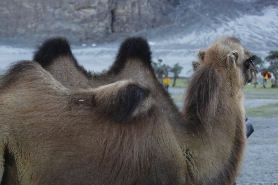 Photo of Khardung La by Mukul Peppal