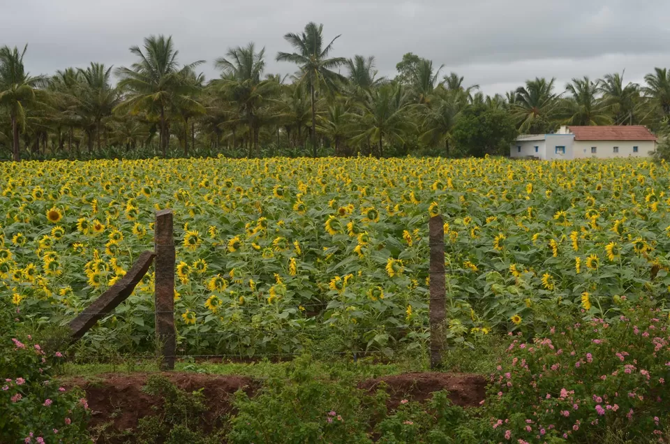Photo of Gundlupete, Karnataka, India by Gypsi Life