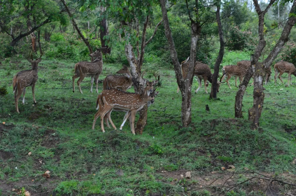 Photo of Bandipur National Park, Bandipur, Karnataka, India by Gypsi Life