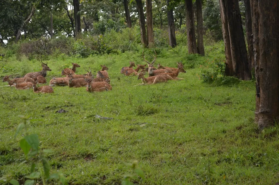 Photo of Bandipur National Park, Bandipur, Karnataka, India by Gypsi Life