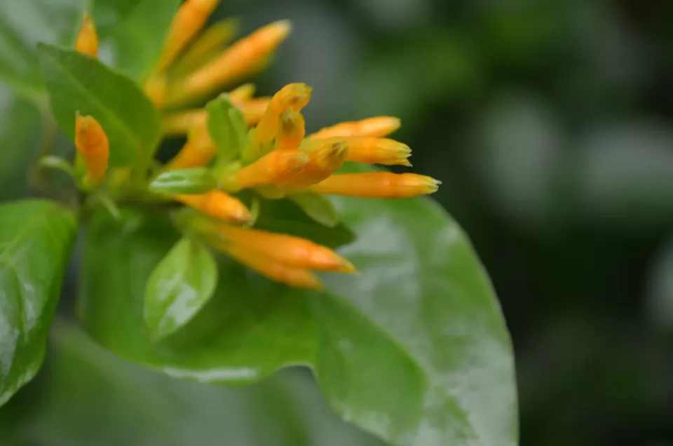 Photo of Gudalur, Tamil Nadu, India by Gypsi Life