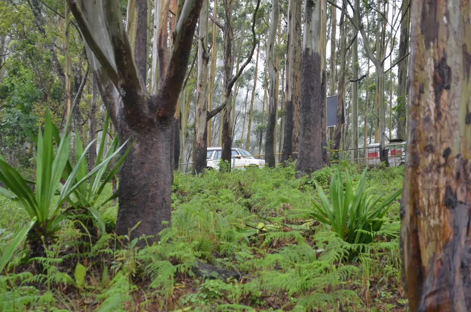 Photo of Gudalur, Tamil Nadu, India by Gypsi Life