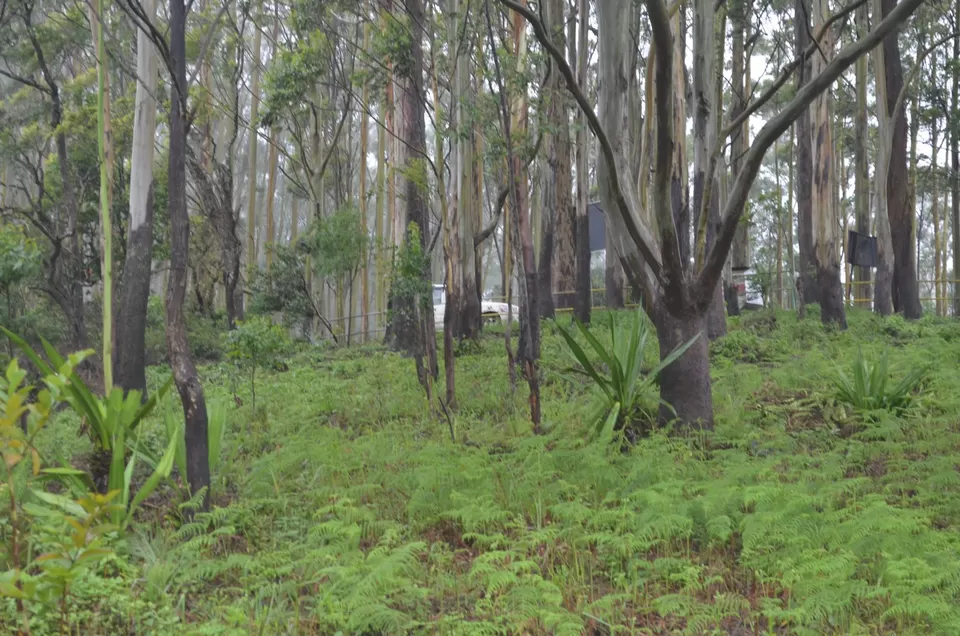 Photo of Gudalur, Tamil Nadu, India by Gypsi Life