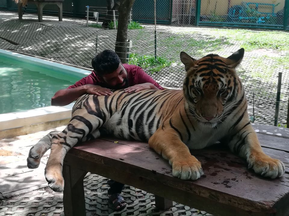Photo of Tiger Kingdom Phuket, Kathu, Kathu District, Phuket, Thailand by Gypsi Life
