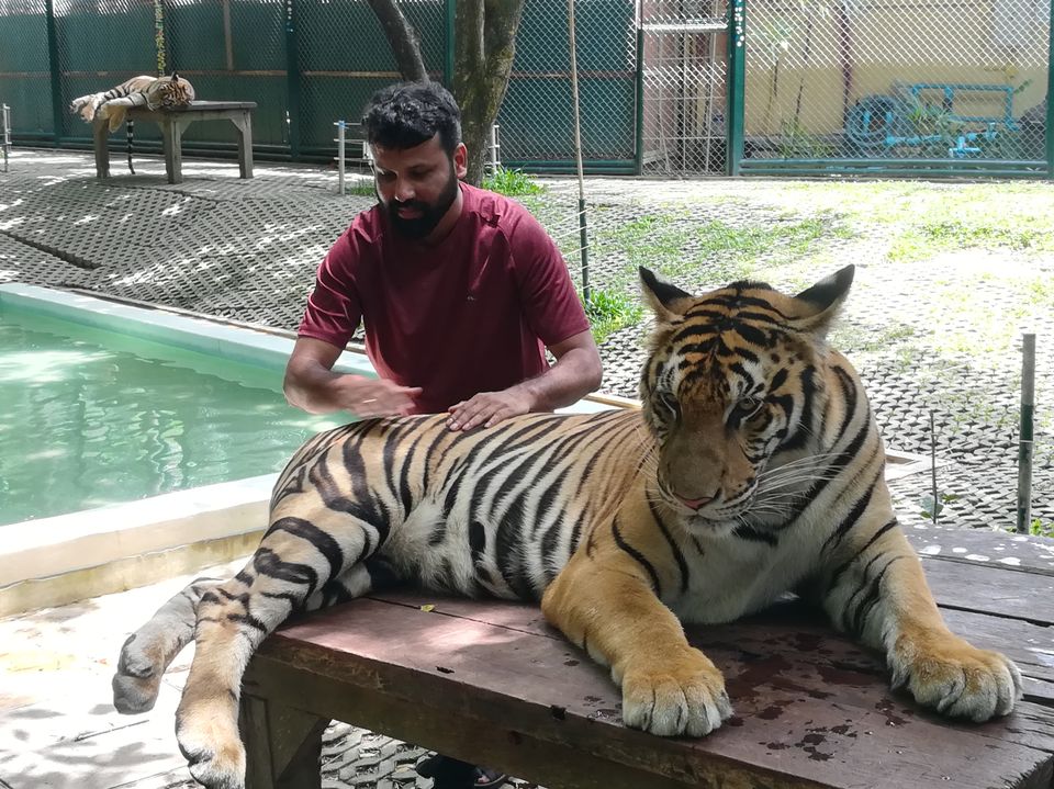 Photo of Tiger Kingdom Phuket, Kathu, Kathu District, Phuket, Thailand by Gypsi Life