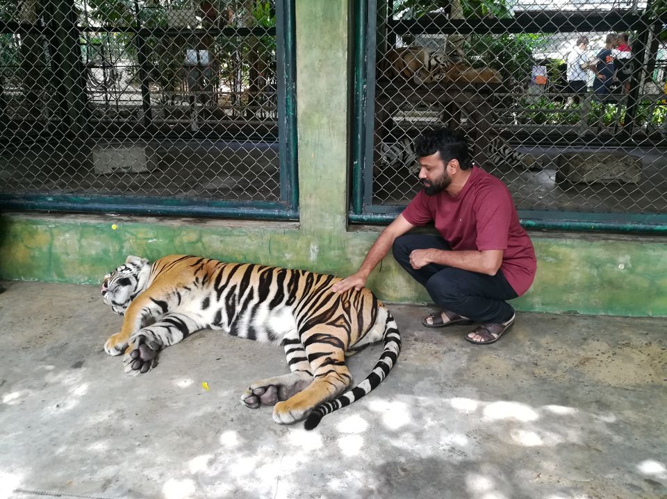 Photo of Tiger Kingdom Phuket, Kathu, Kathu District, Phuket, Thailand by Gypsi Life