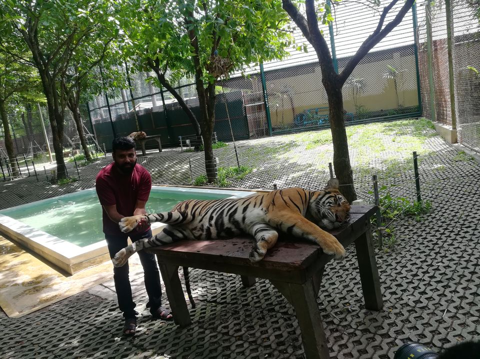 Photo of Tiger Kingdom Phuket, Kathu, Kathu District, Phuket, Thailand by Gypsi Life