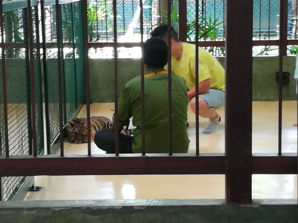 Photo of Chat with a Tiger@Tiger Kingdom, Phuket,Thailand by Gypsi Life