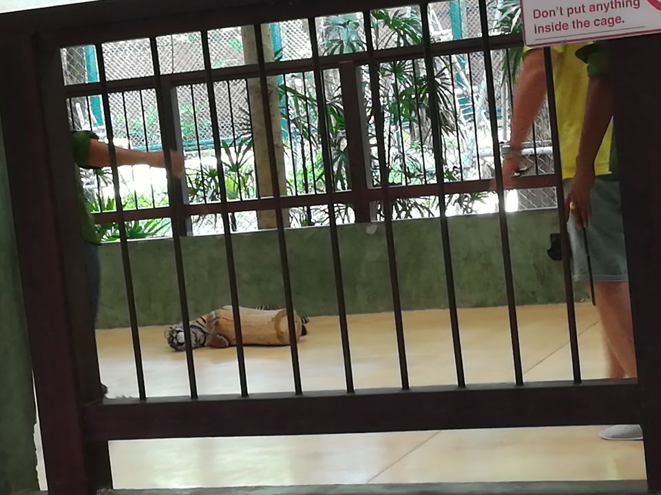 Photo of Chat with a Tiger@Tiger Kingdom, Phuket,Thailand by Gypsi Life