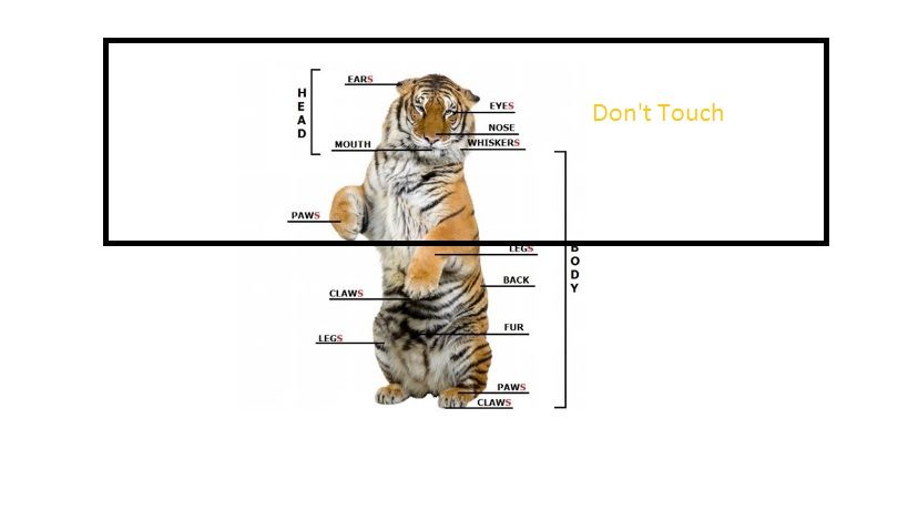 Photo of Chat with a Tiger@Tiger Kingdom, Phuket,Thailand by Gypsi Life