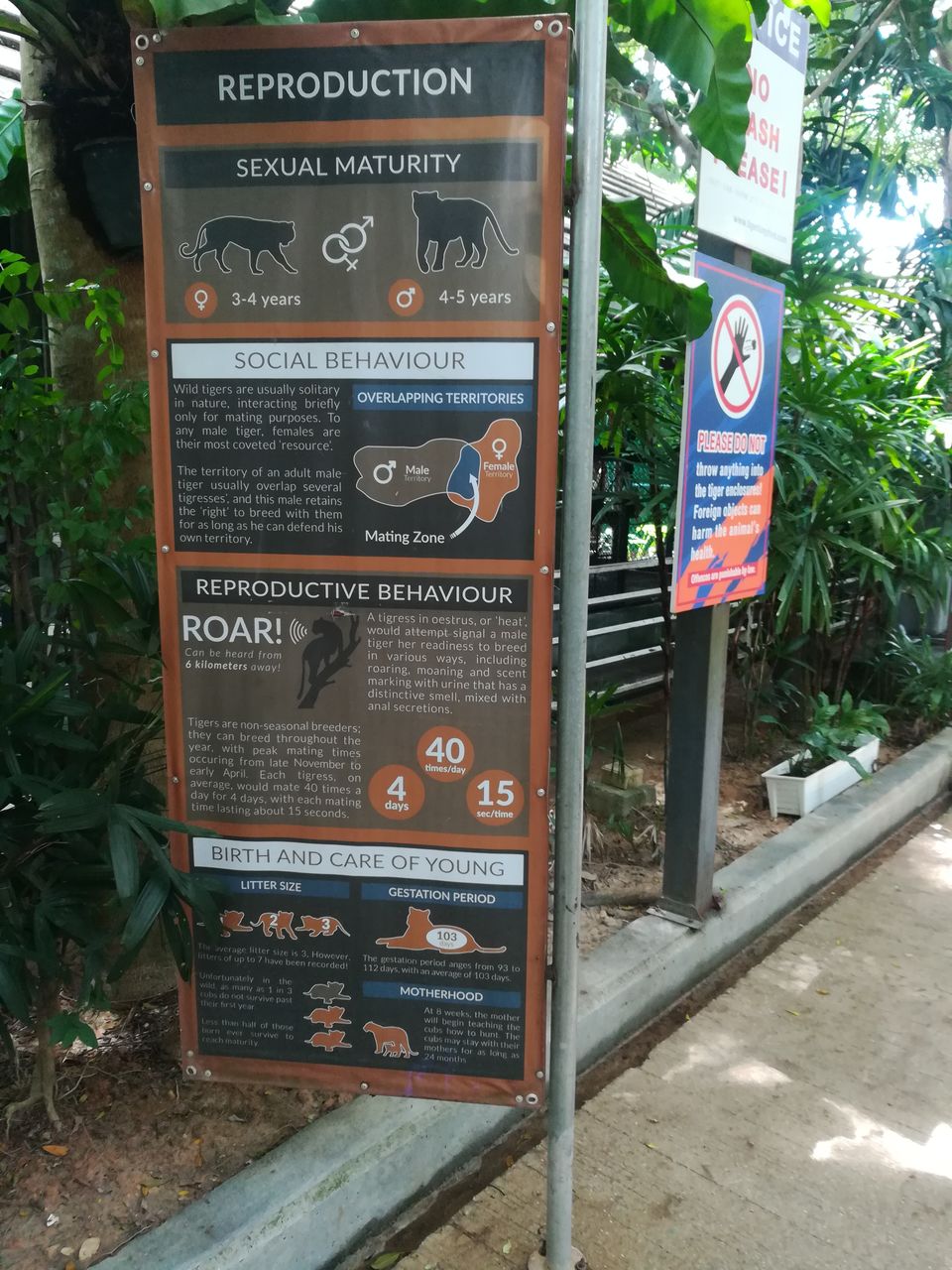 Photo of Chat with a Tiger@Tiger Kingdom, Phuket,Thailand by Gypsi Life