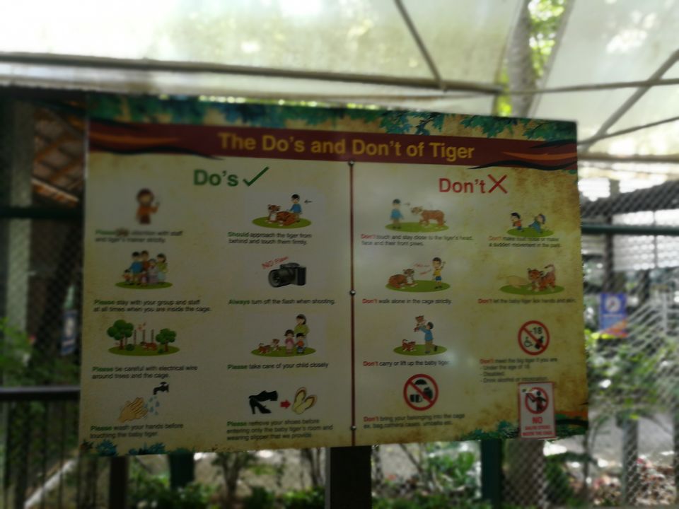 Photo of Chat with a Tiger@Tiger Kingdom, Phuket,Thailand by Gypsi Life