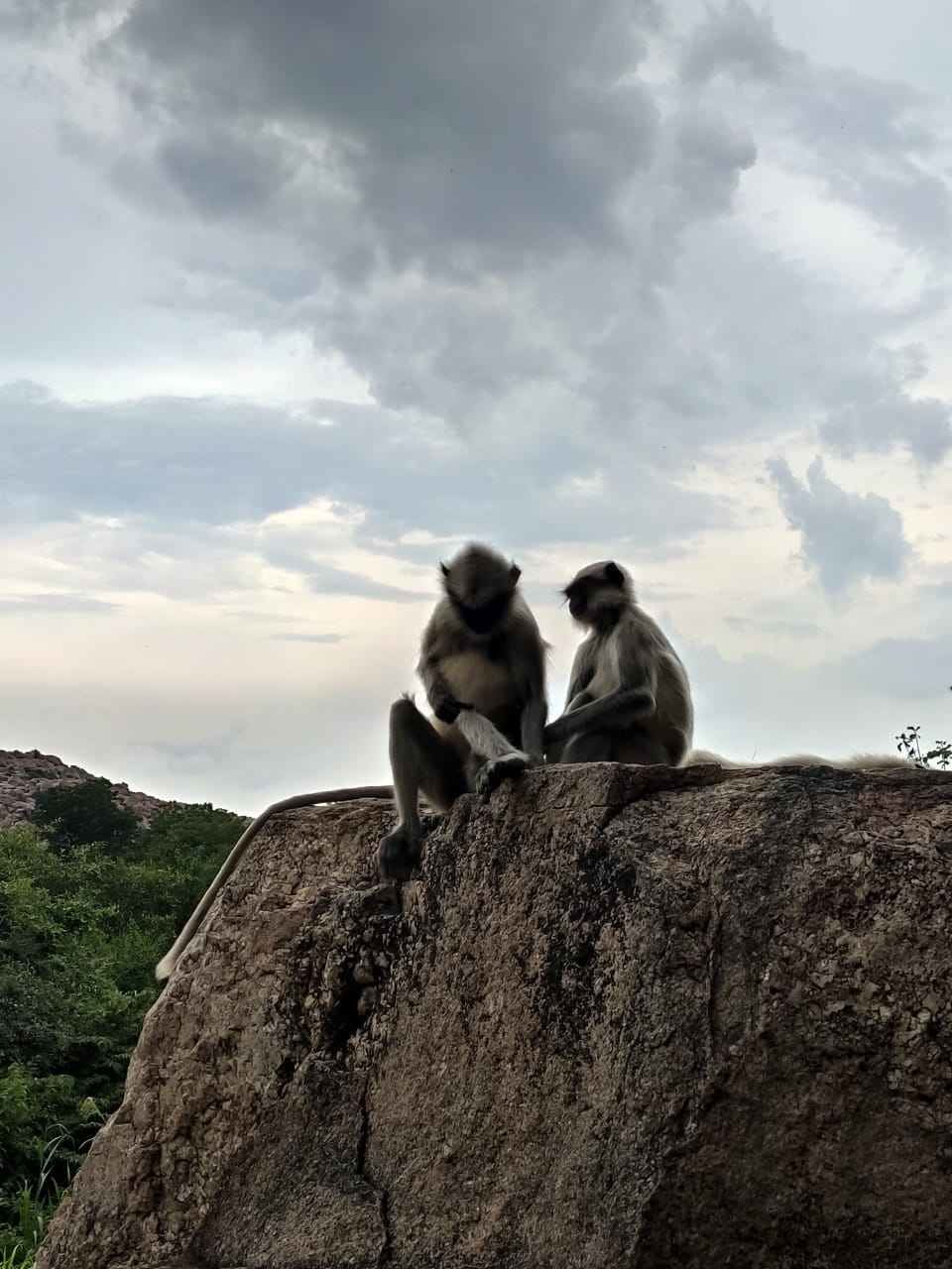 Photo of Jungletree Hampi, Rangapur, Karnataka, India by HARSHIT DOLKA