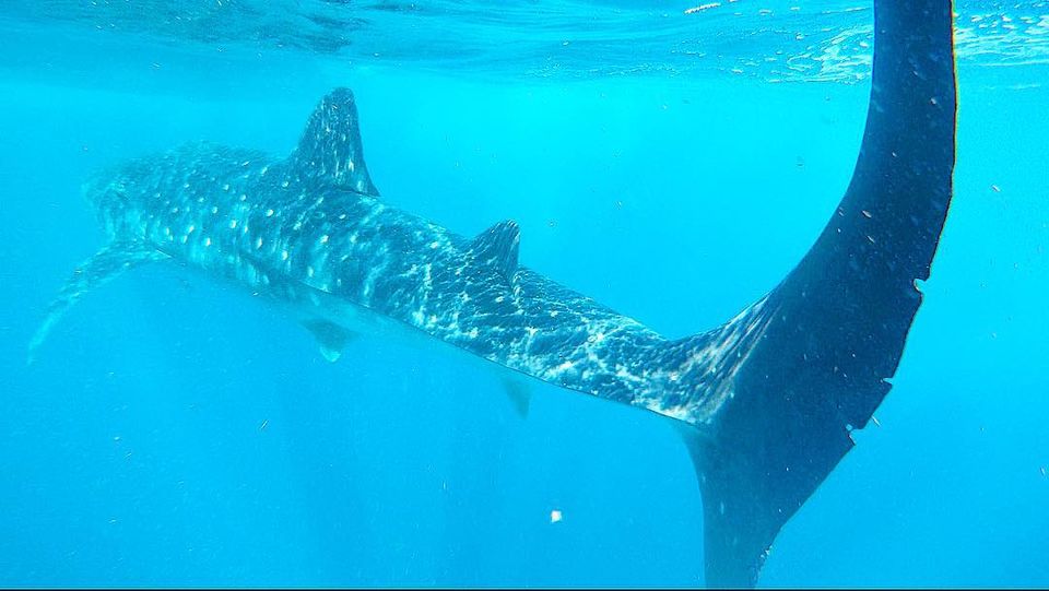 Photo of Swim with whale sharks on Isla Mujeres 2/3 by joaquinvu