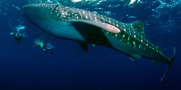 Photo of Swim with whale sharks on Isla Mujeres 3/3 by joaquinvu