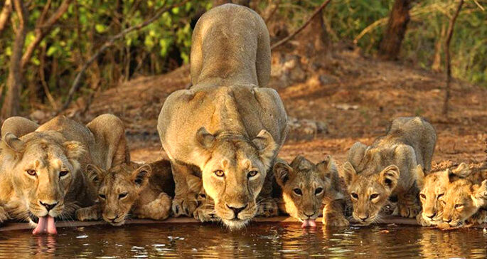 Photo of Top 5 National Parks to Visit in India by Pratik Goel