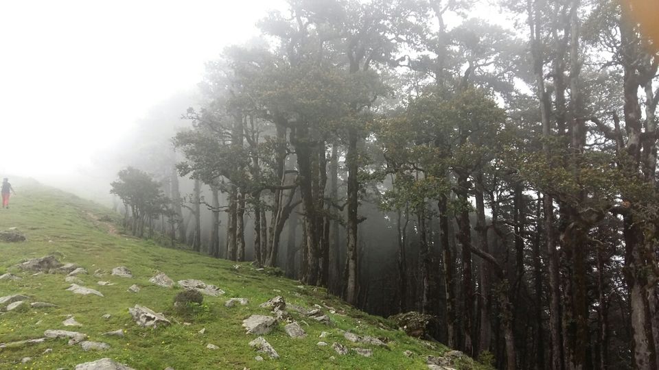 Photo of Roopkund Base Camp, Road for Roopkund Trek, Lohjang, Uttarakhand 246427, India by Naini Shah (DateWithMountains)