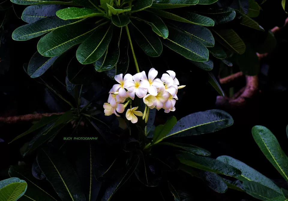 Photo of Dakshineswar, Kolkata, West Bengal, India by Bijoy Champ