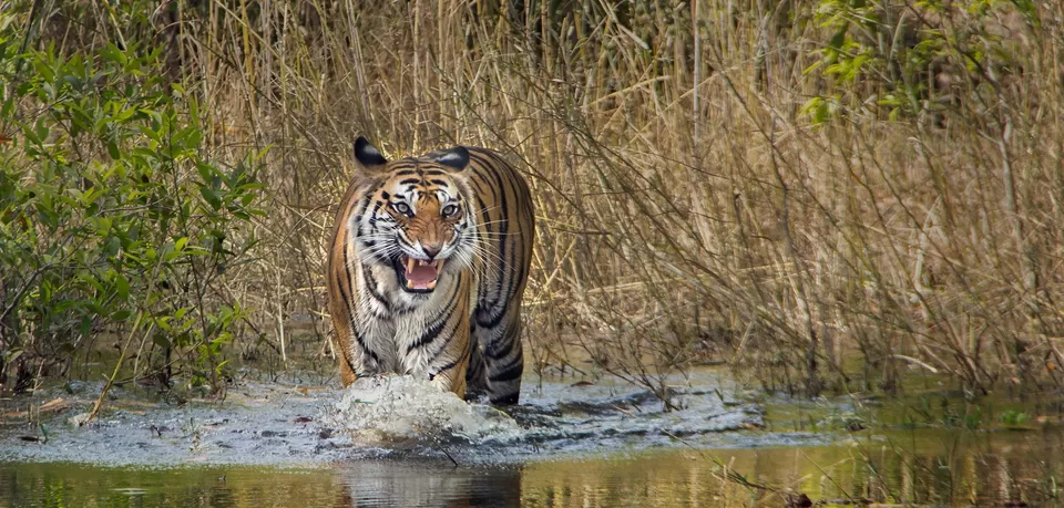 Photo of Bandhavgarh National Park, Tala, Madhya Pradesh, India by Teerath Singh