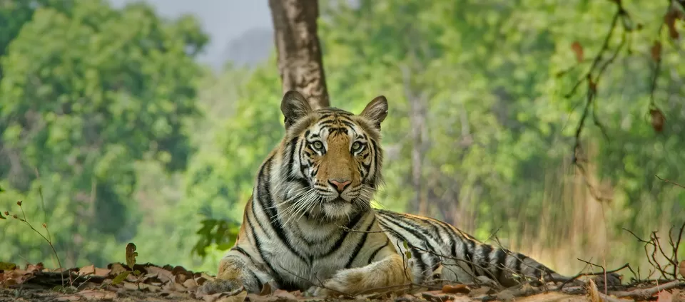 Photo of A Complete Guide Bandhavgarh National Park by Teerath Singh