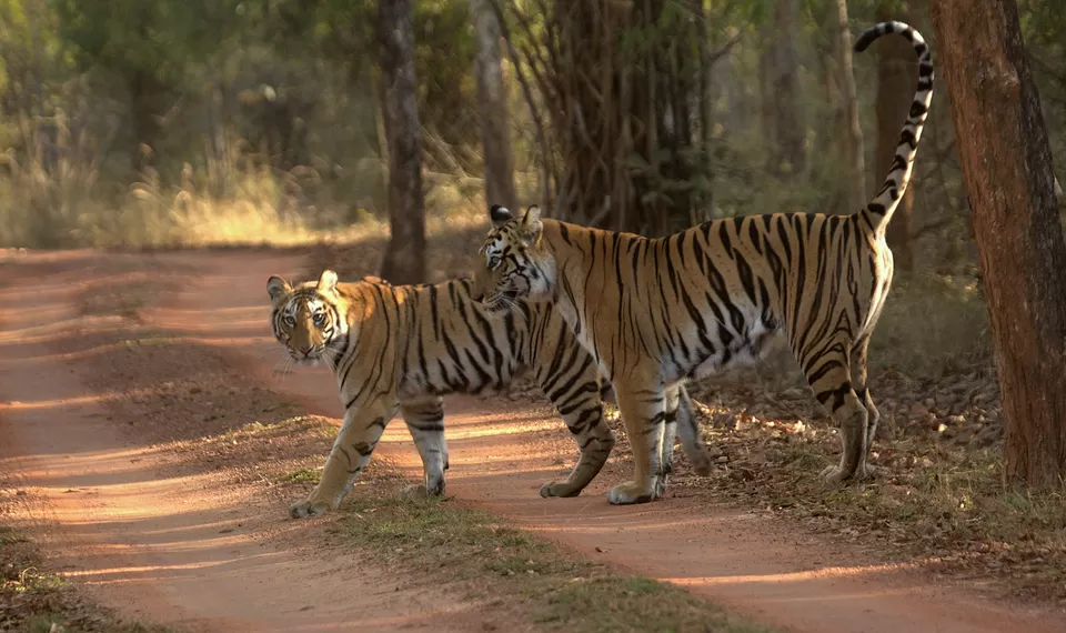 Photo of A Complete Guide Bandhavgarh National Park by Teerath Singh