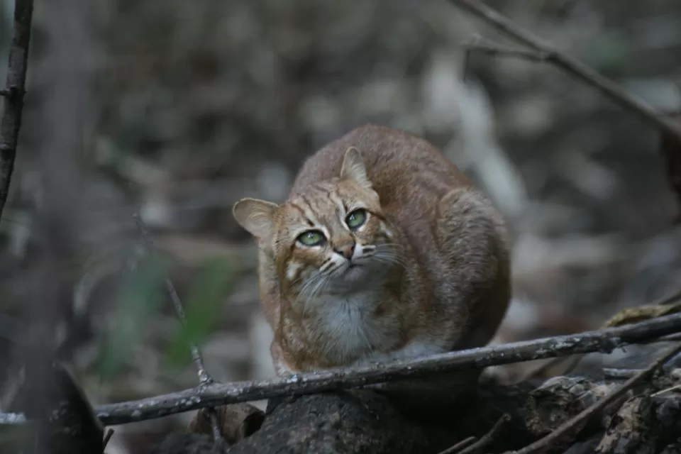 Photo of A Complete Guide Bandhavgarh National Park by Teerath Singh