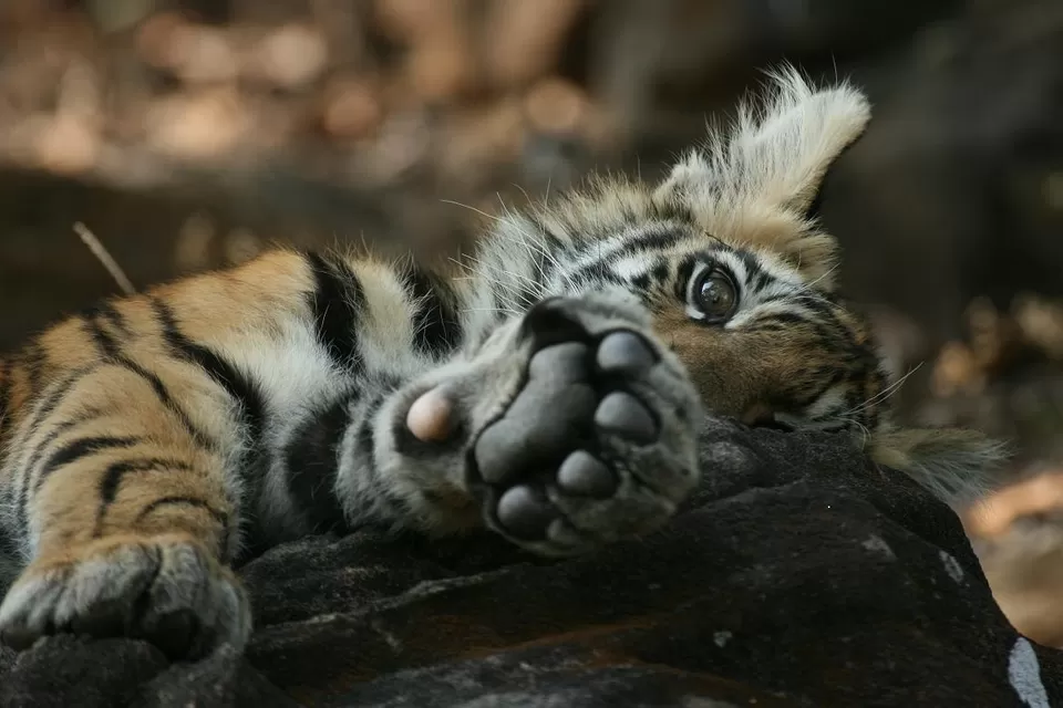Photo of Bandhavgarh National Park, Tala, Madhya Pradesh, India by Teerath Singh