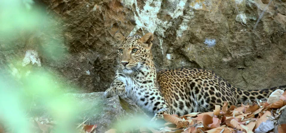 Photo of A Complete Guide Bandhavgarh National Park by Teerath Singh