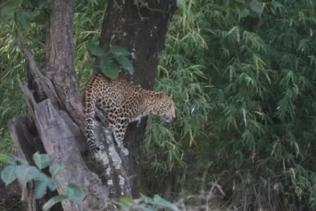 Photo of A Complete Guide Bandhavgarh National Park by Teerath Singh