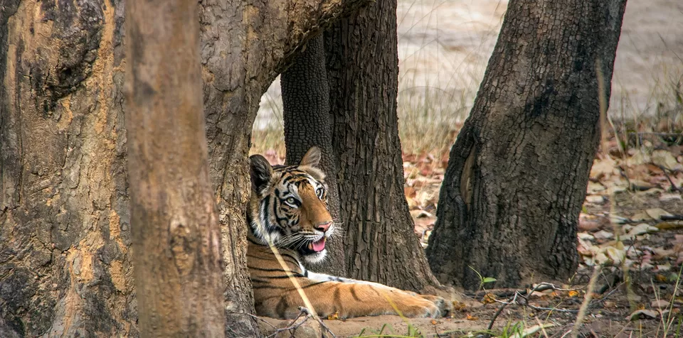 Photo of A Complete Guide Bandhavgarh National Park by Teerath Singh