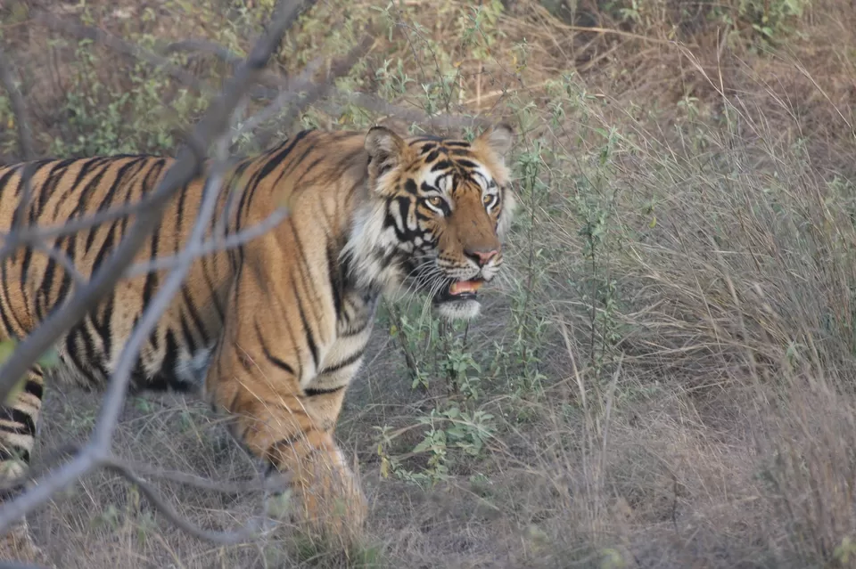 Photo of A Complete Guide Bandhavgarh National Park by Teerath Singh
